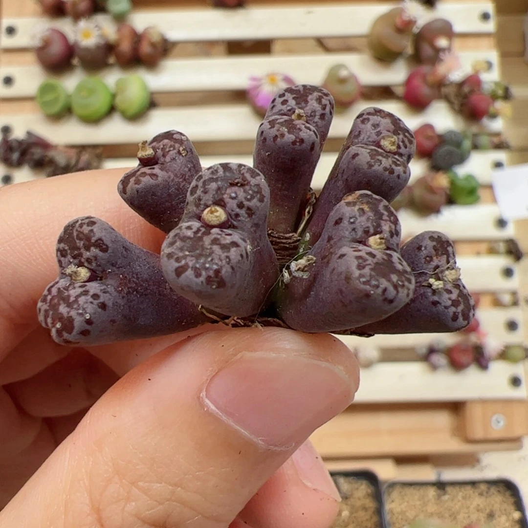 【闪购商品】351 超级福利