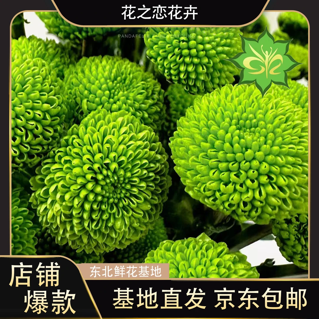绿扣小雏菊  居家办公优选  （东北基地直发）