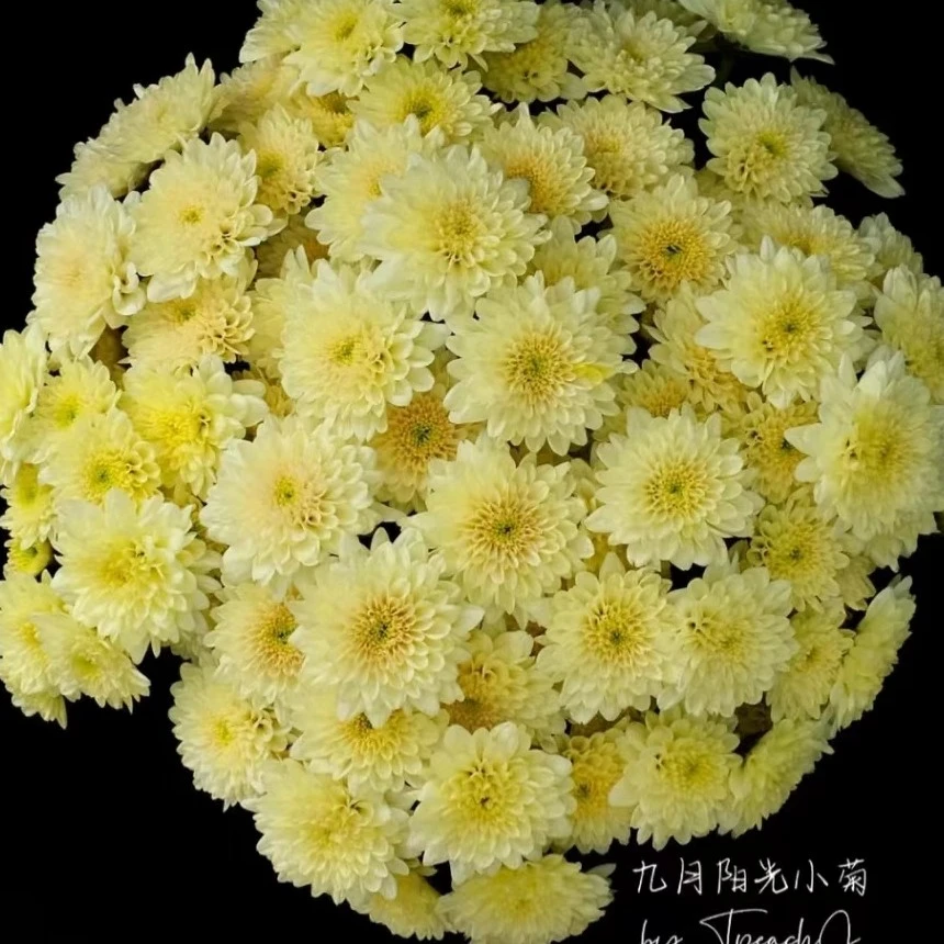 九月阳光小雏菊  居家办公优选  （东北基地直发）