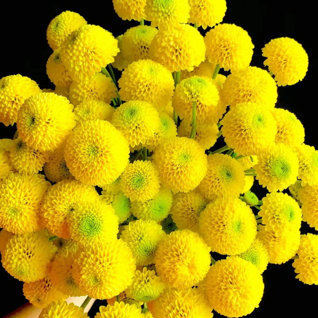 柠檬酒小雏菊  居家办公优选  （东北基地直发）