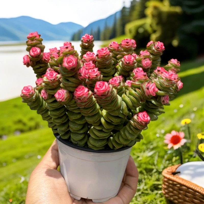 钱串子【新手入门】绿植物室内懒人养不死多肉易活爆盆小盆栽多肉