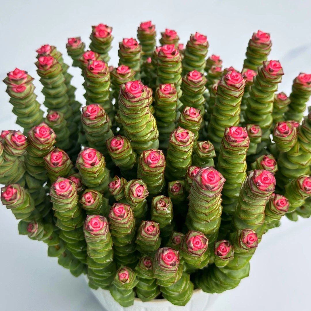 多肉钱串植物多肉大盆【40-50】头植物室内懒人养不死多肉小盆栽