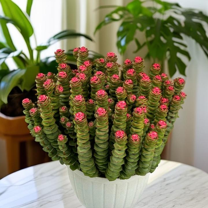 多肉钱串植物多肉大盆【41-51】头植物室内懒人养不死多肉小盆栽