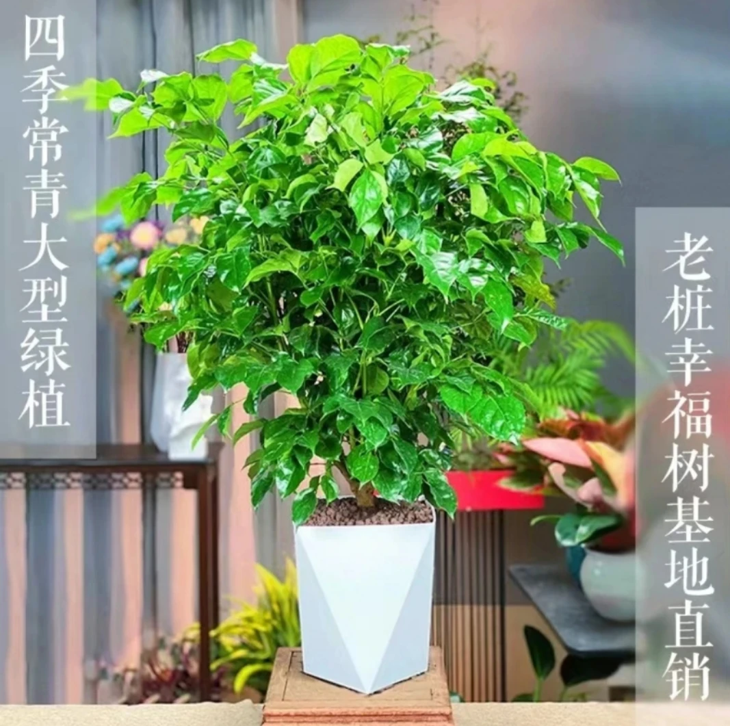 60-70cm幸福树室内绿植大型盆栽客厅绿宝四季常青好养花卉绿植
