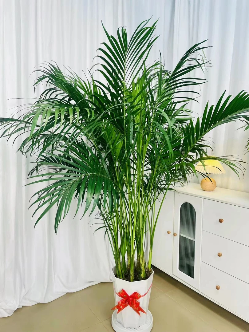 大型盆栽富贵椰子1.5~1.7米子散尾四季常青好养易活室内绿植植物