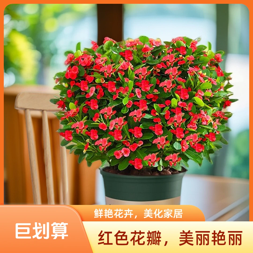 铁海棠虎刺梅盆栽绿植花卉带花苞阳台庭院好养耐晒耐高温四季开花