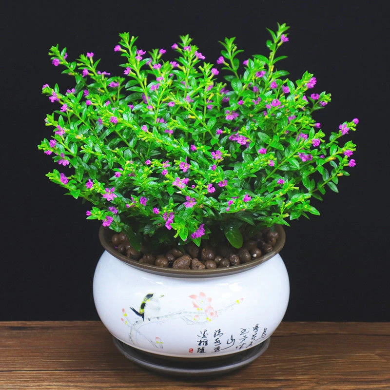 【带花苞发货】满天星盆栽花草植物室内阳台花卉绿植盆景好养易活