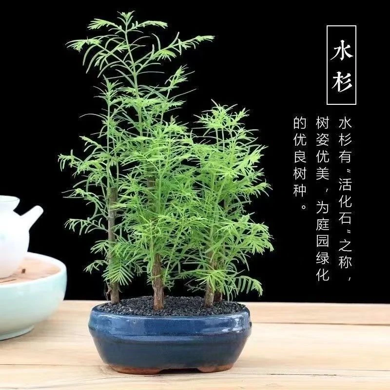 矮化观赏丛林水杉盆景盆栽室内观赏四季常青水杉树苗好养客厅花木