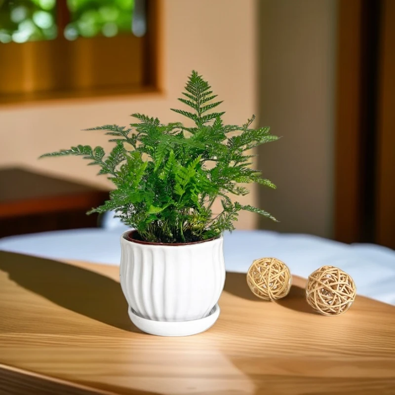 狼尾蕨盆栽绿植兔脚蕨银线蕨龙爪蕨耐阴耐旱室内桌面办公高档花卉