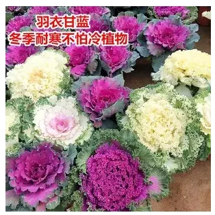 羽衣甘蓝花苗盆栽观赏花园庭院阳台花卉彩色观叶植物冬季美观老桩