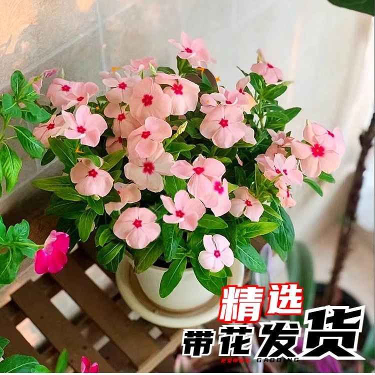 天天开长春盆栽花四季梅五叶梅花苗带花苞发货客厅阳台四季花卉