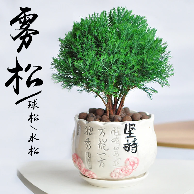 雾松盆栽四季常青好养植物球柏室内净化空气绿植松柏办公招财盆景