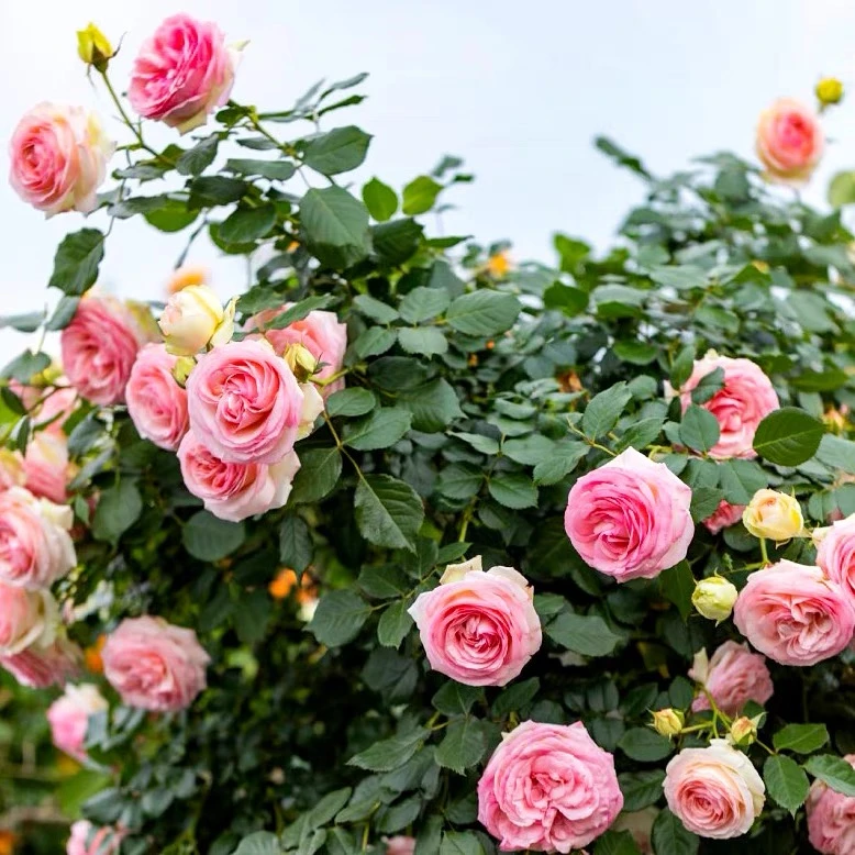 粉色龙沙宝石花苗爬藤月季花苗蔷薇花苗单季开花庭院植物花卉盆栽
