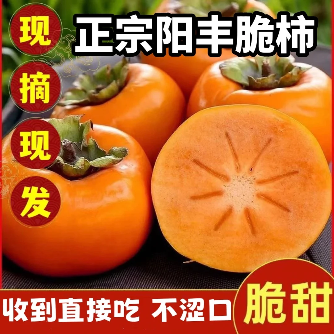 山西正宗阳丰巧克力脆柿新鲜采摘脆甜不涩收到即食