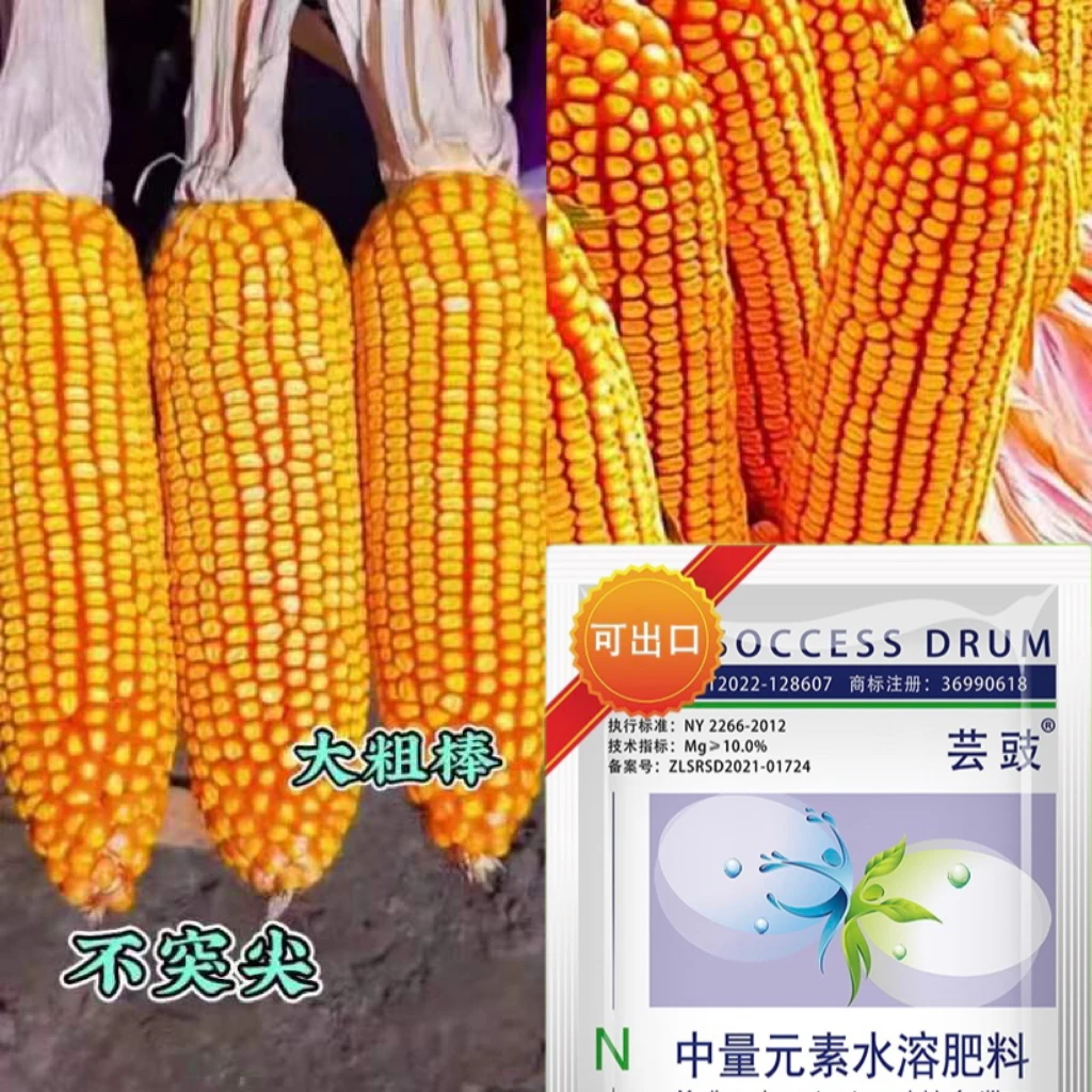 Q俊达旺-高产大棒王(一袋5500粒)买五赠一买十赠二--------------