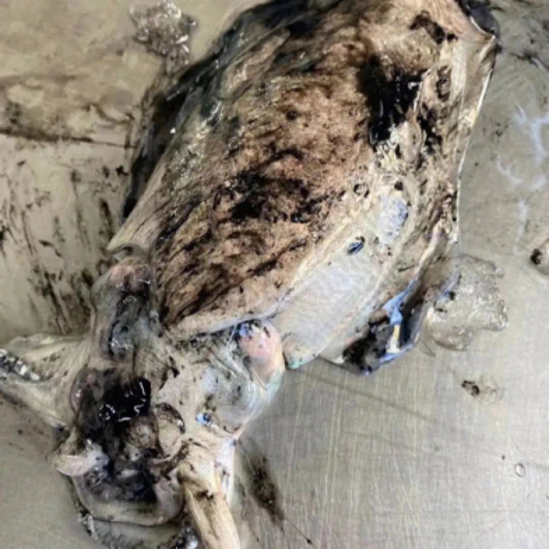 【杂鱼】现称 具体以现称鱼为主