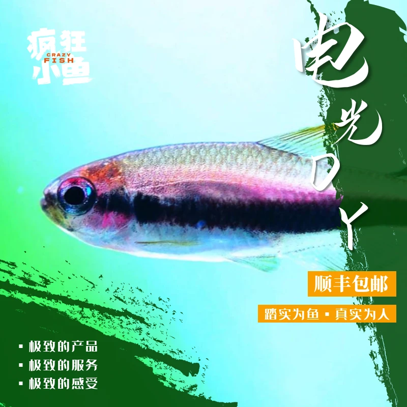 【Z疯狂小鱼】 电光DY鱼/黑剑DY鱼