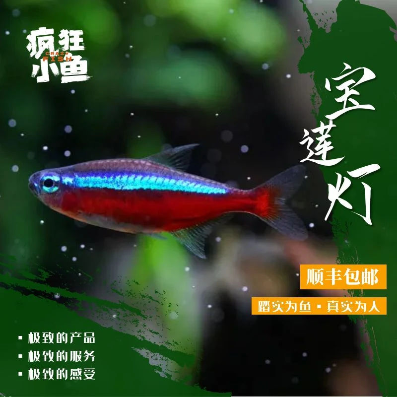 【疯狂小鱼】宝莲灯鱼