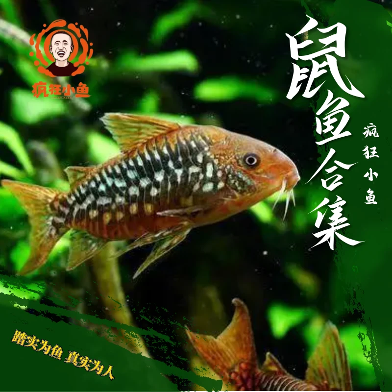【疯狂小鱼】鼠鱼超值组合（视频带货）