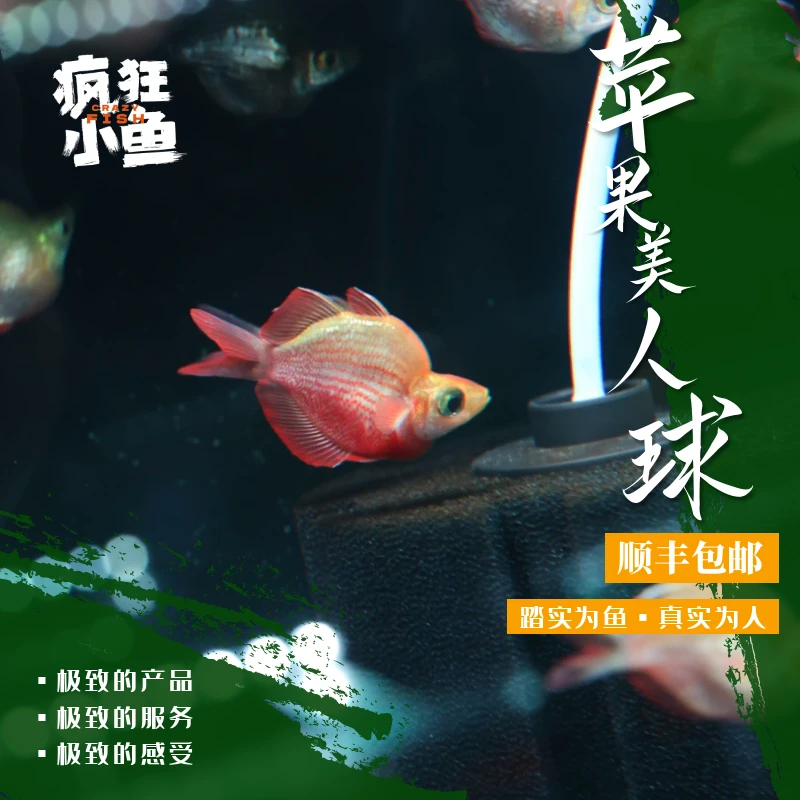 【疯狂小鱼】苹果美人球鱼