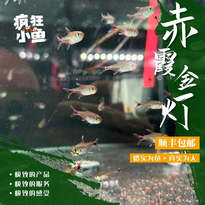 【疯狂小鱼】赤霞金灯鱼