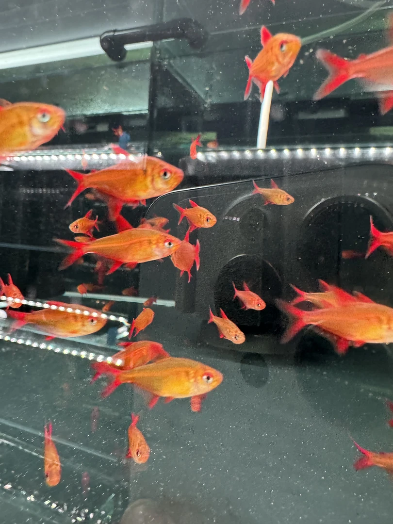 甜心柠檬3条（可能没那么红）