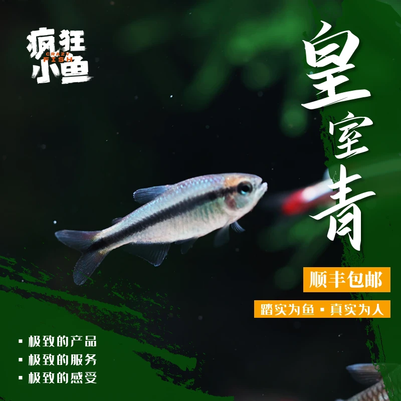 【疯狂小鱼】皇室青鱼
