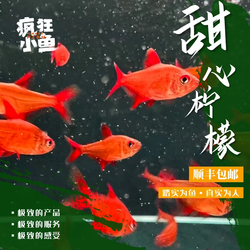 【疯狂小鱼】甜心柠檬灯鱼