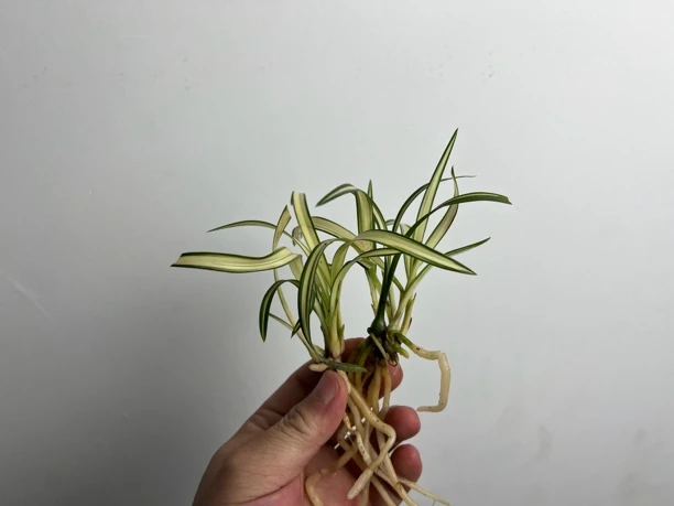 莲瓣兰月光组培硬化苗