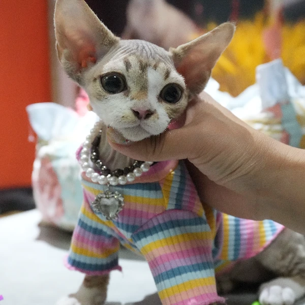 钢蛋——宠物猫咪虎斑加白德文品相弟弟【鹿角猫舍】