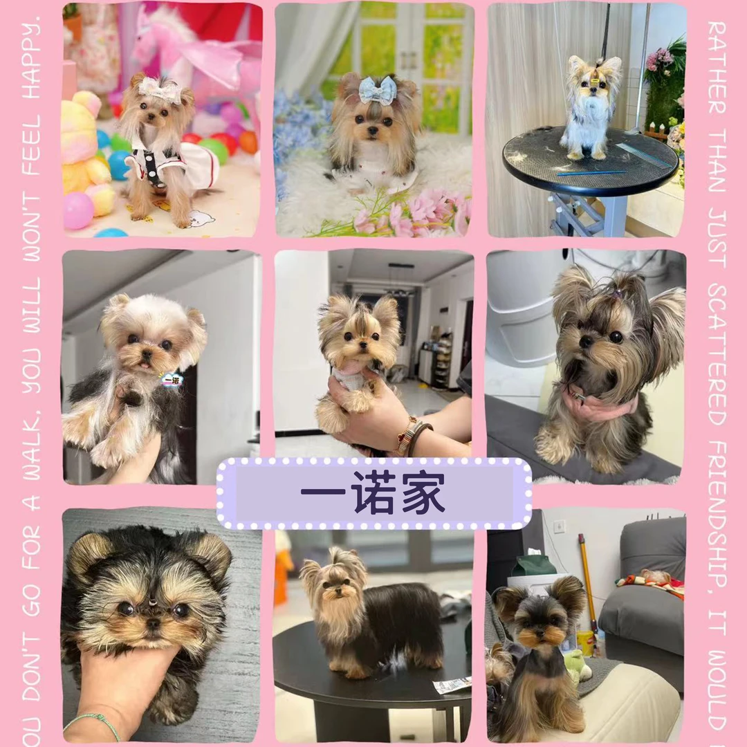 约克夏狗狗可爱萌宠小狗一诺宠物狗