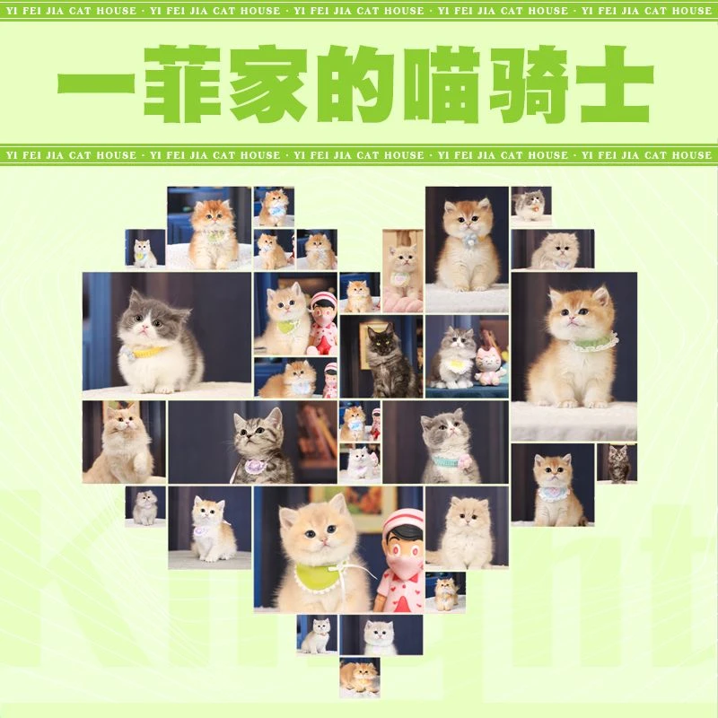 金渐层布偶矮脚拿破仑猫咪活体直播间专属链接