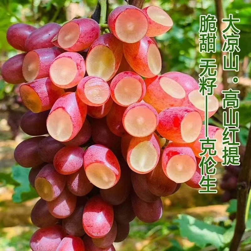 （京东包邮到家）大凉山克伦生葡萄新鲜采摘应季水果