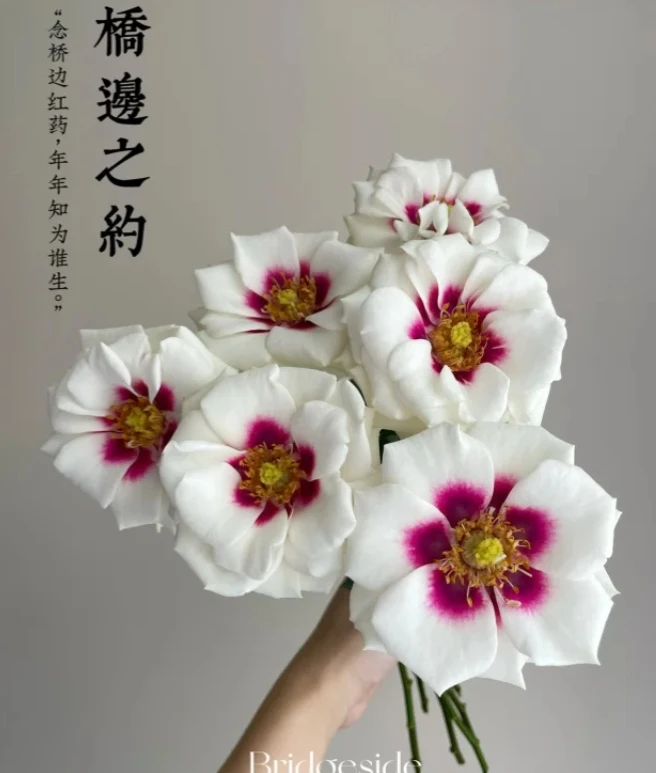 桥边之约玫瑰 云南基地直发 两单起发 顺丰冷链 新鲜