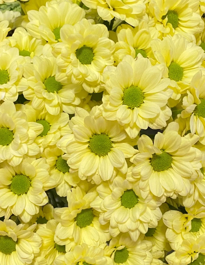 【探花甄选】肯尼黄小菊 云南斗南鲜花网购鲜花 任浪漫治愈 爱生活