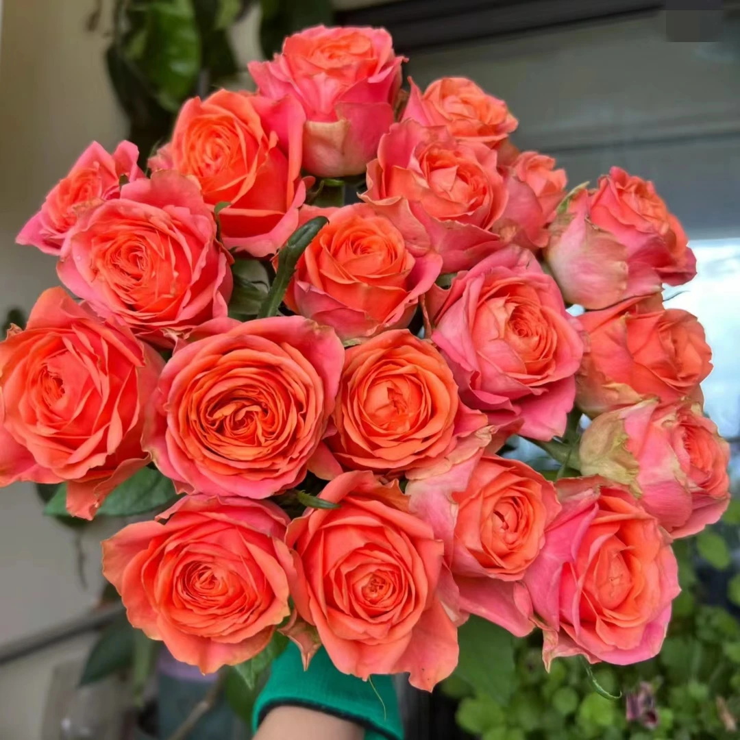 【探花甄选】橙色之光花 云南玫瑰斗南鲜花网购鲜花 任治
