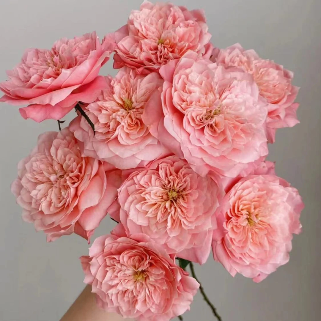 美琴玫瑰 云南基地直发 店内购满两单起发 顺丰冷链 治