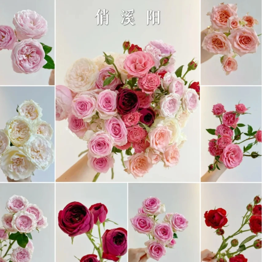 【探花甄选】俏夕阳玫瑰 稀有玫瑰 云南基地直发 两单浪