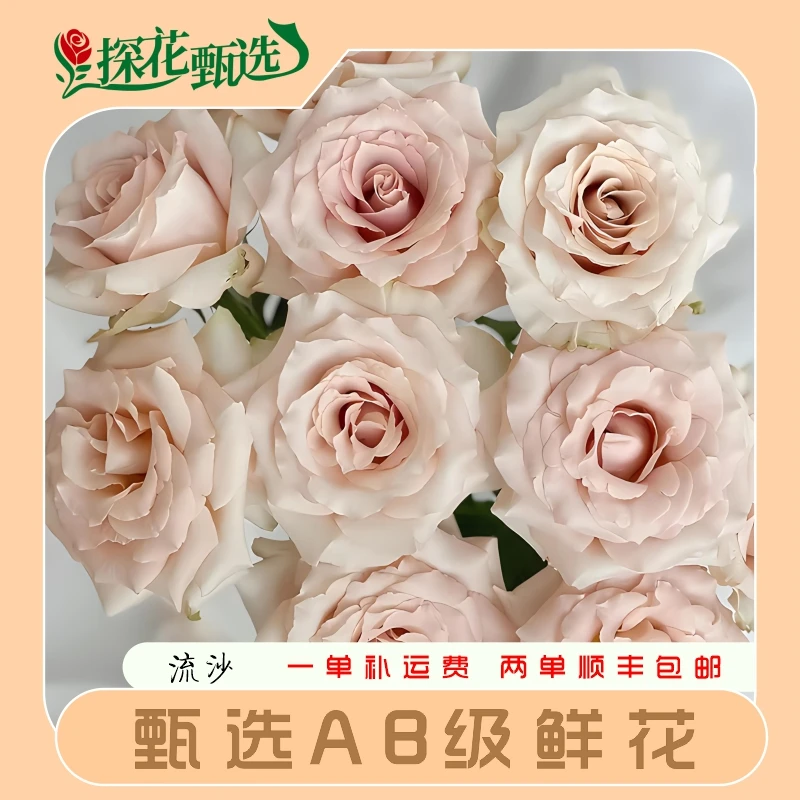 流沙玫瑰 单头玫瑰 云南基地直发 两单起发 顺丰冷链