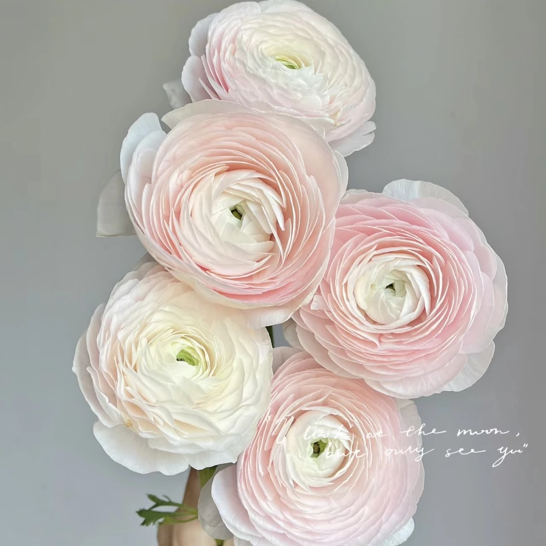 【探花甄选】河内洋牡丹 云南基地直发 两单顺丰冷链 治