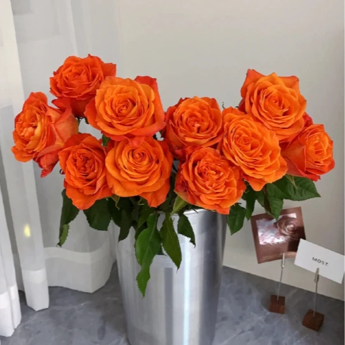 【探花甄选】国王日  A级玫瑰  云南基地直发 两单顺丰冷