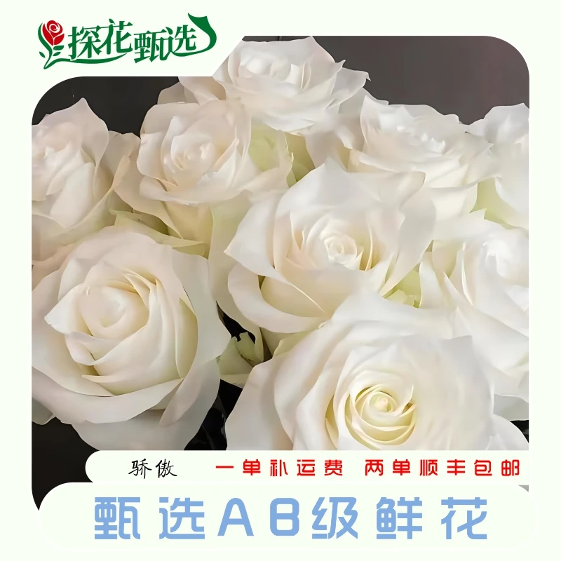 骄傲玫瑰  云南基地直发 购买满两单起发 顺丰冷链 新