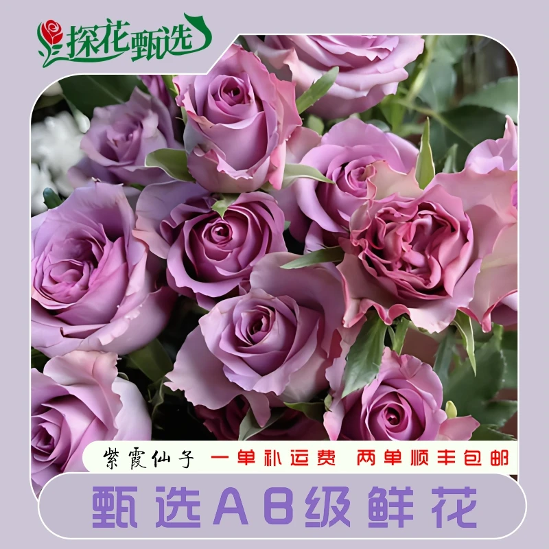 紫霞仙子玫瑰 云南直发 两单起发顺丰冷链玫瑰花正宗治