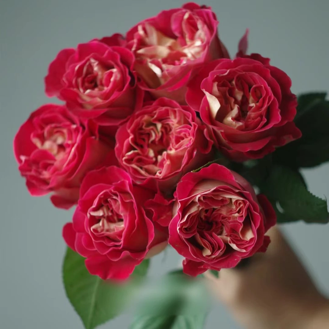 【探花甄选】情投意合玫瑰云南基地直发新鲜 两单起发 治