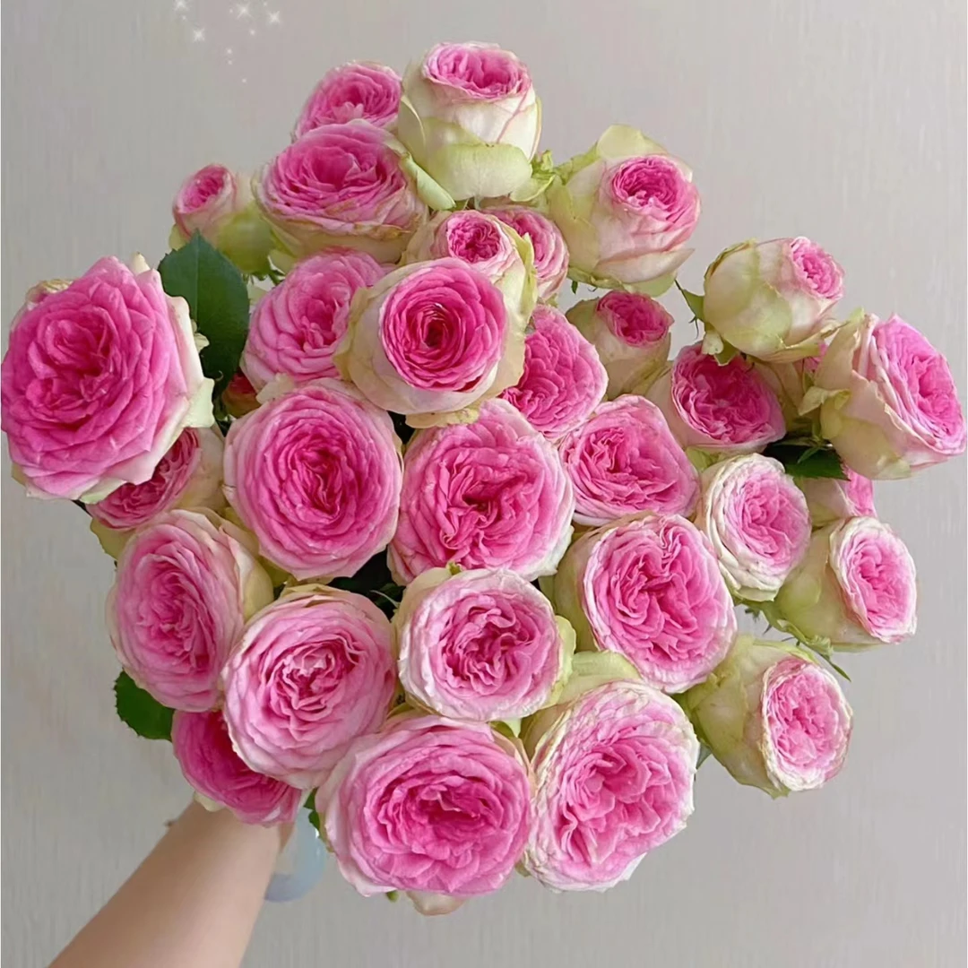 【探花甄选】冰淇淋玫瑰 云南玫瑰斗南鲜花网购鲜花 任治