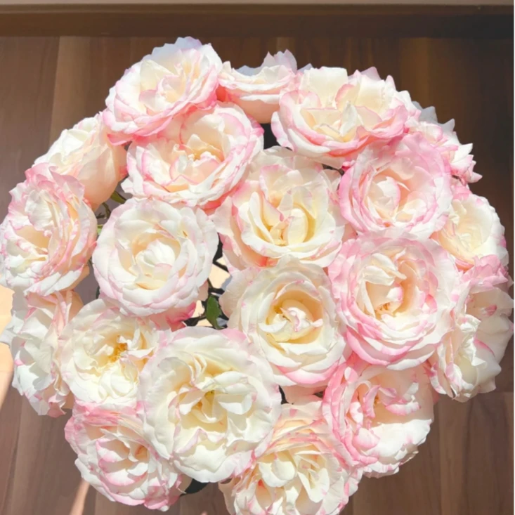 霓裳玫瑰 A级玫瑰 云南基地直发 店内购满两单起发 顺