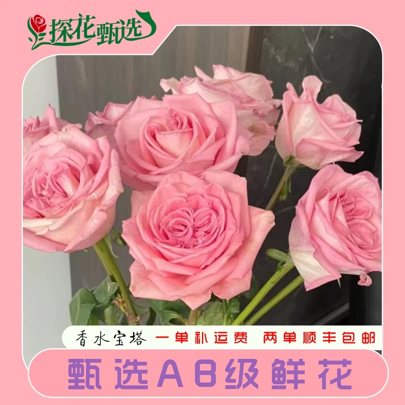 香水宝塔玫瑰 云南直发 购买满两单起发顺丰冷链  新治