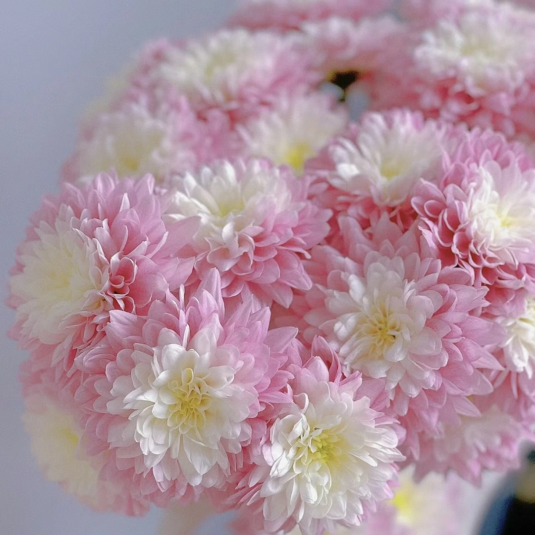 【探花甄选】神仙小菊 云南斗南鲜花网购鲜花 浪漫七夕治