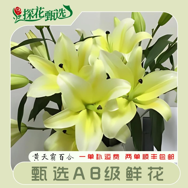 黄天霸百合 云南基地直发 两单起发顺丰冷链 新鲜 花治