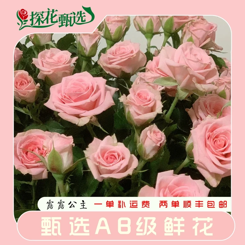 【探花甄选】露露公主A级多头玫瑰 云南直发 两单顺丰冷